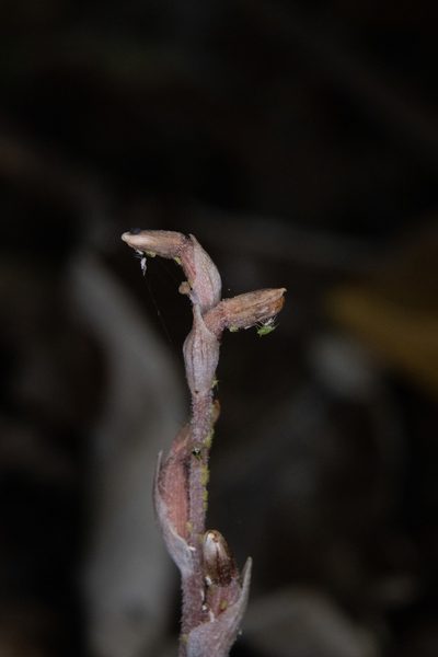 Danhatchia australis, photographed by Hayden Jones