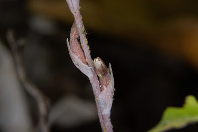 Danhatchia australis, photographed by Hayden Jones