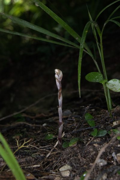 Danhatchia australis, photographed by Hayden Jones