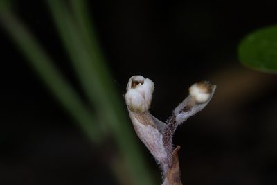 Danhatchia australis, photographed by Hayden Jones