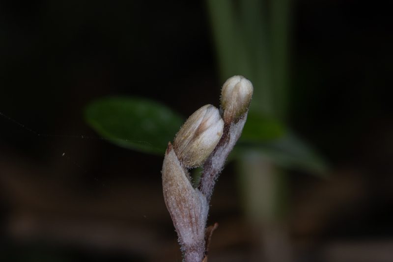 Danhatchia australis, photographed by Hayden Jones
