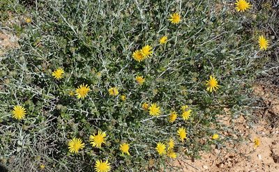 Berkheya fruticosa, photographed by Peter Warren