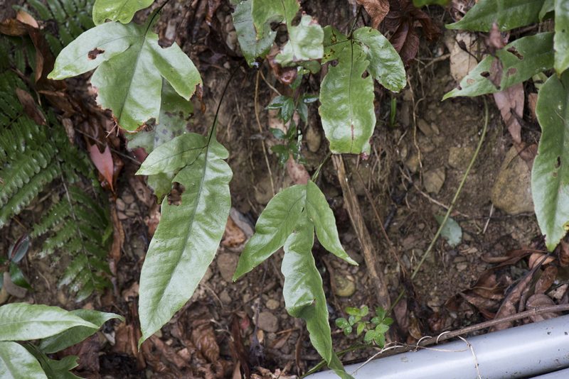 Tectaria harlandii, photographed by Licheng Shih