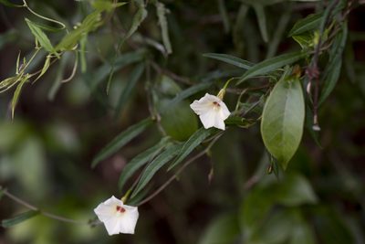 Xenostegia tridentata, photographed by Licheng Shih