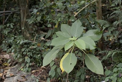 Dendrocnide meyeniana, photographed by Licheng Shih