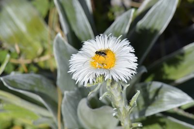 Celmisia semicordata, photographed by Christopher Stephens