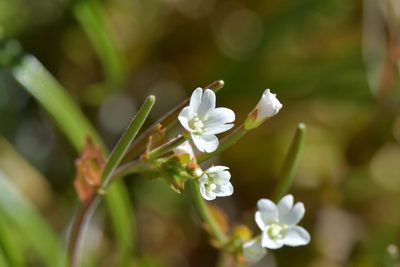 Epilobium chlorifolium, photographed by Christopher Stephens