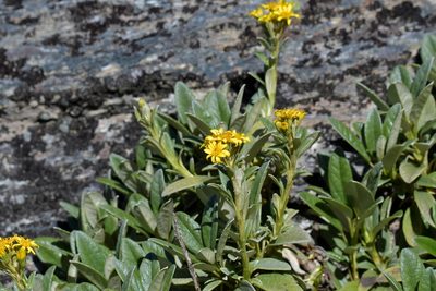 Brachyglottis revoluta, photographed by Christopher Stephens