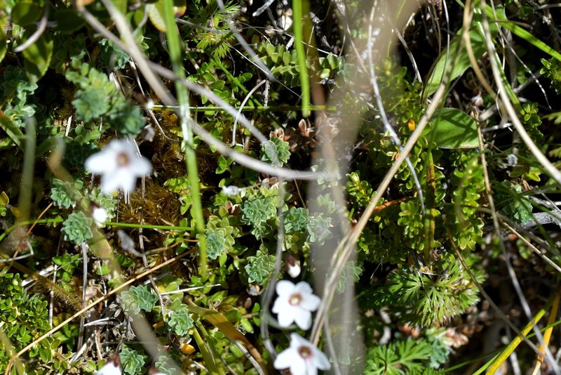 Forstera sedifolia, photographed by Christopher Stephens
