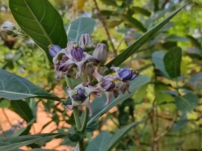 Calotropis gigantea, photographed by Vis M