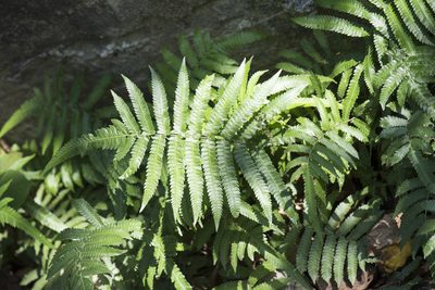 Christella acuminata, photographed by Licheng Shih