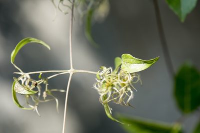 Clematis formosana, photographed by Licheng Shih