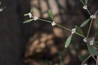 Alternanthera ficoidea, photographed by Licheng Shih