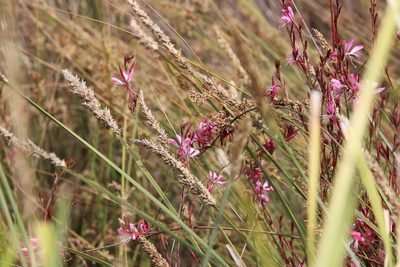 Oenothera lindheimeri, photographed by Dylan Wishart