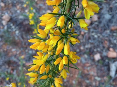 Ulex parviflorus, photographed by Josep Gesti