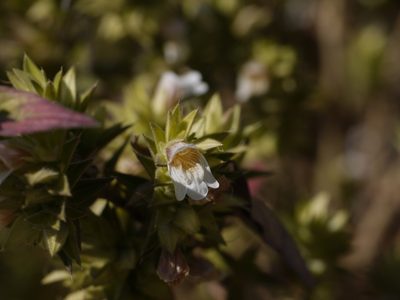 Lepidagathis cuspidata, photographed by Dinesh Valke