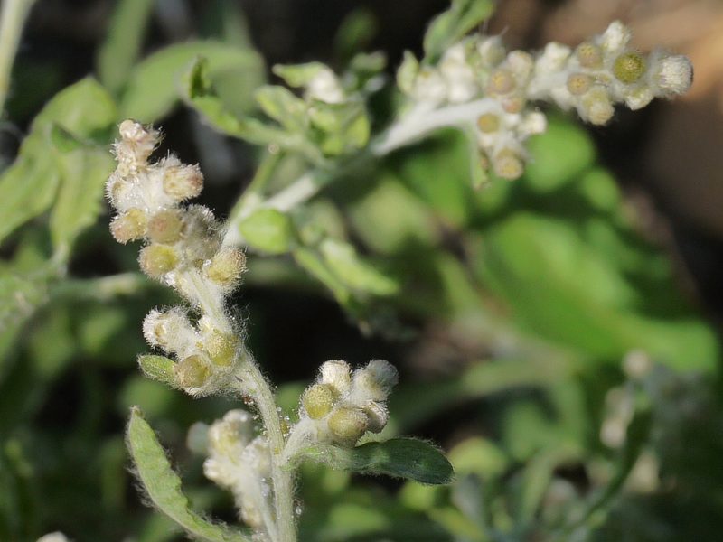 Gnaphalium polycaulon, photographed by Dinesh Valke