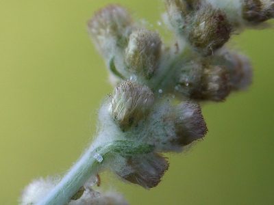 Gnaphalium polycaulon, photographed by Dinesh Valke