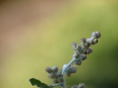 Gnaphalium polycaulon, photographed by Dinesh Valke