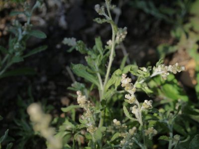 Gnaphalium polycaulon, photographed by Dinesh Valke