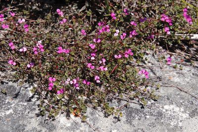 Indigofera sarmentosa, photographed by Tony Rebelo