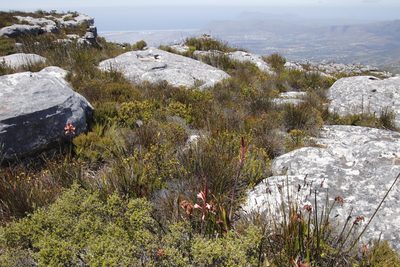 Thamnochortus nutans, photographed by Tony Rebelo