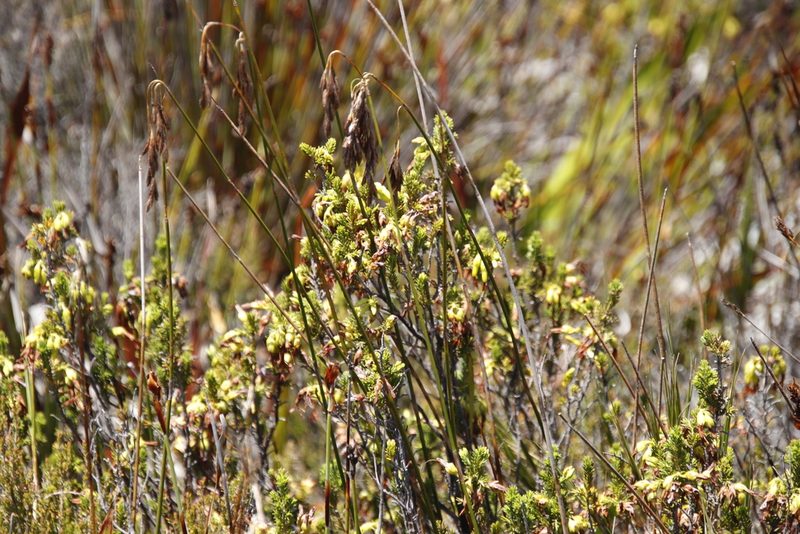 Thamnochortus nutans, photographed by Tony Rebelo