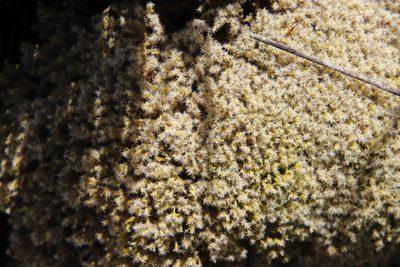 Racomitrium lanuginosum, photographed by Tony Rebelo