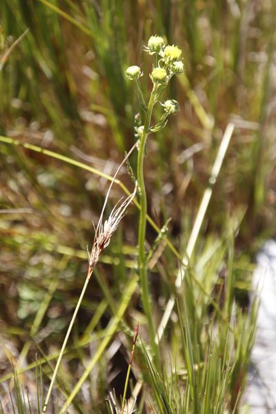 Senecio crispus, photographed by Tony Rebelo