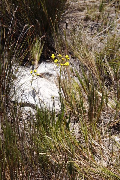 Senecio crispus, photographed by Tony Rebelo