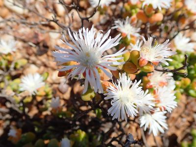 Drosanthemopsis diversifolia, photographed by Peter Warren