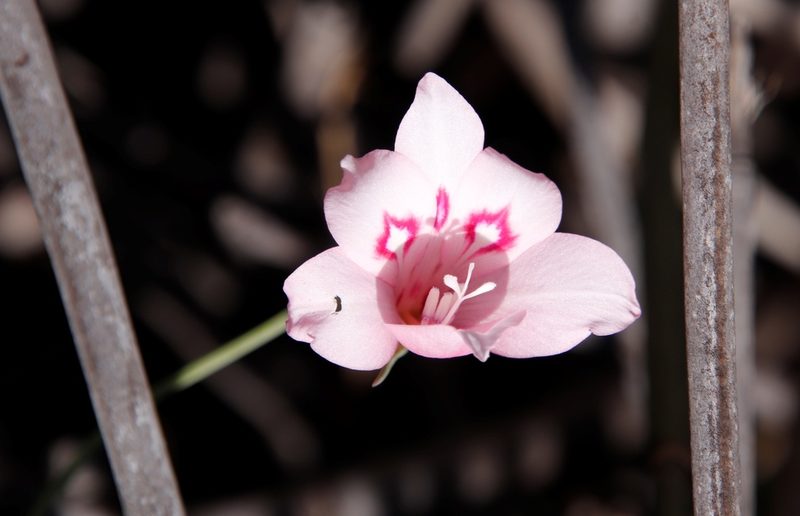 Gladiolus pappei, photographed by Tony Rebelo