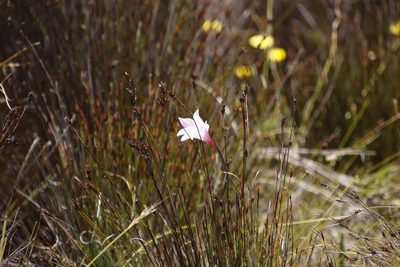 Gladiolus pappei, photographed by Tony Rebelo