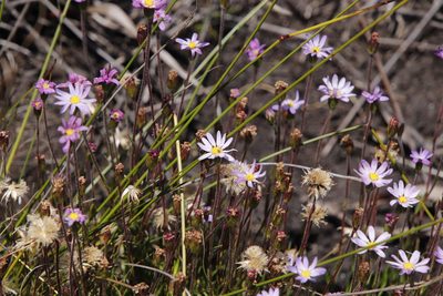 Zyrphelis taxifolia, photographed by Tony Rebelo