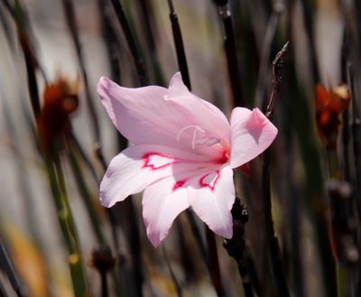 Gladiolus pappei, photographed by Tony Rebelo