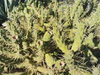 Austrocylindropuntia subulata, photographed by Thor-Rune Hansen