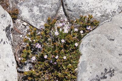 Zyrphelis taxifolia, photographed by Tony Rebelo