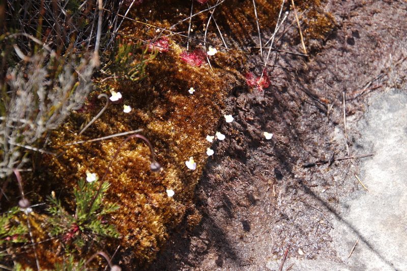 Utricularia bisquamata, photographed by Tony Rebelo