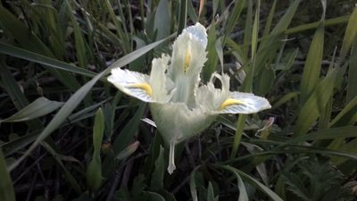 Iris palaestina, photographed by Udi Oron אודי אורון