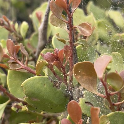 Maytenus phyllanthoides, photographed by Bill Levine