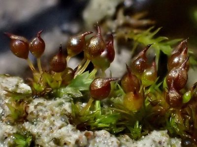 Microbryum rectum, photographed by George Greiff