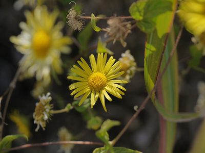 Pentanema cernuum, photographed by Dinesh Valke