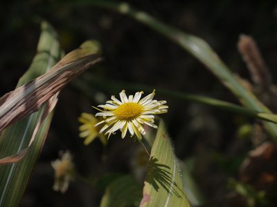 Pentanema cernuum, photographed by Dinesh Valke