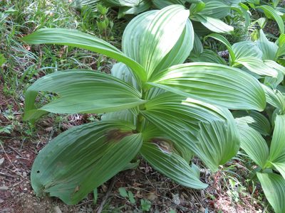Veratrum oxysepalum, photographed by Marco Mussita