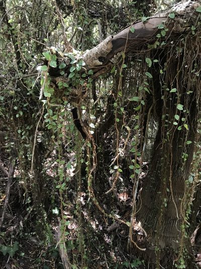 Microgramma vacciniifolia, photographed by Pedro Zorrilla