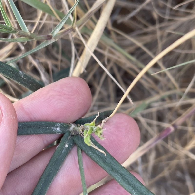 Funastrum peninsulare, photographed by Bill Levine