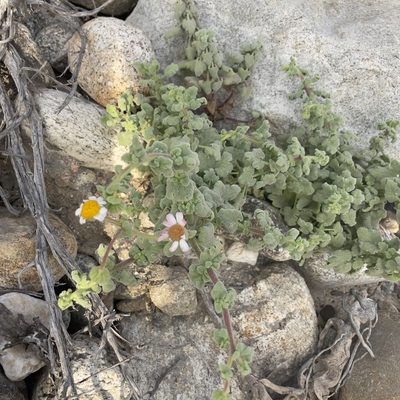 Perityle crassifolia, photographed by Bill Levine