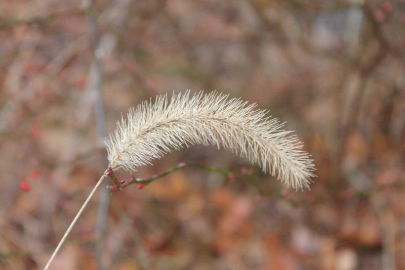 Setaria faberi, photographed by Violet T.