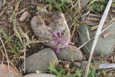 Volutaria muricata, photographed by Oleg Kosterin