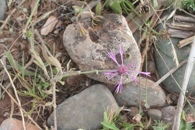 Volutaria muricata, photographed by Oleg Kosterin